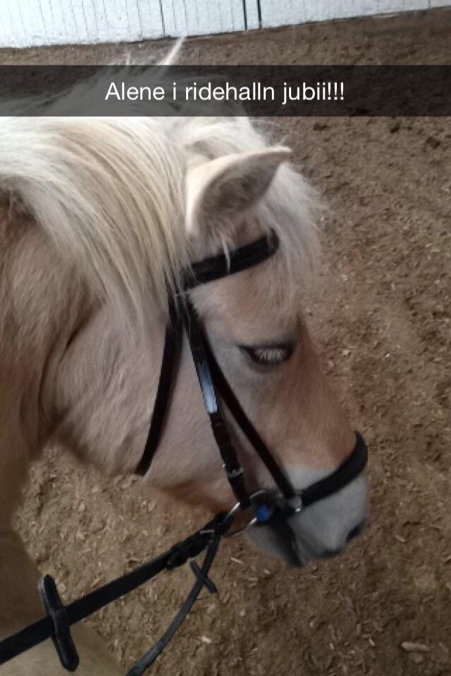 Fjordhest Hjarl billede 9