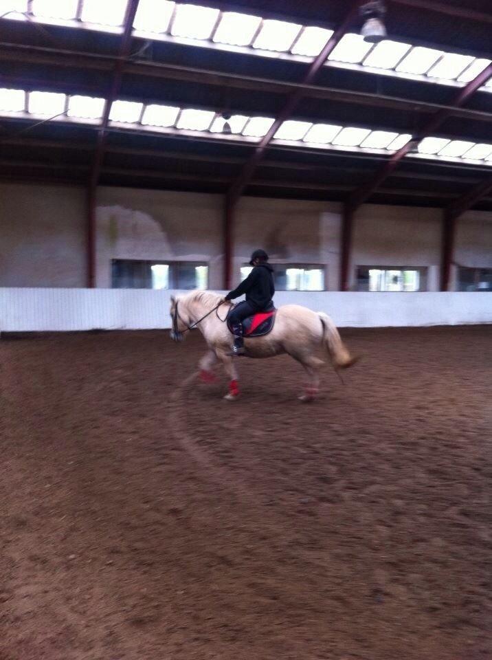 Fjordhest Hjarl billede 10