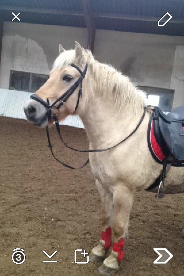 Fjordhest Hjarl billede 13