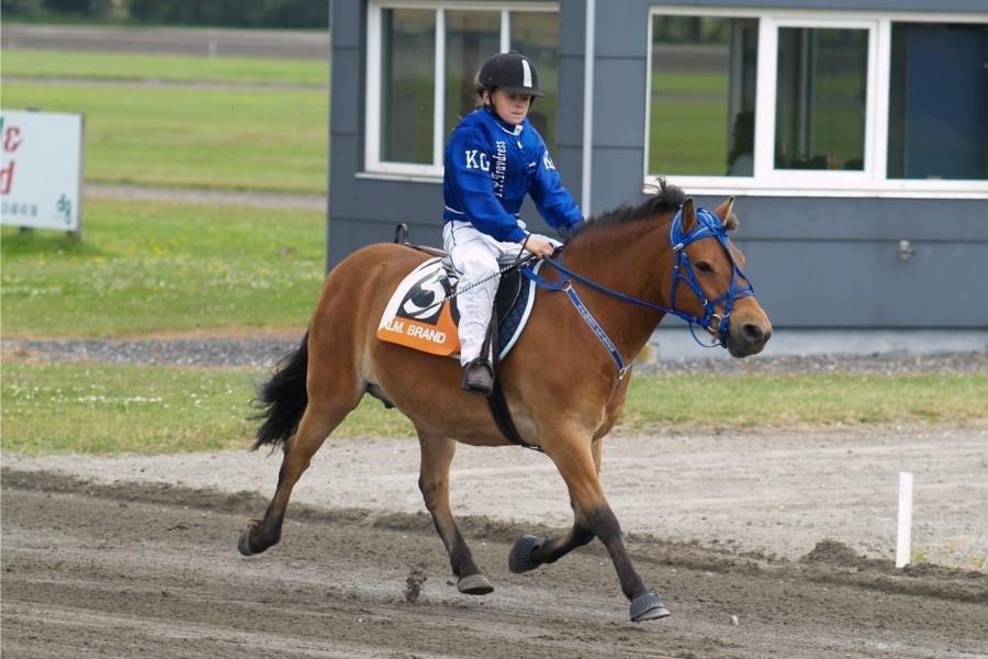 Gotlandsruss Kålmans Prinsen (S) billede 10