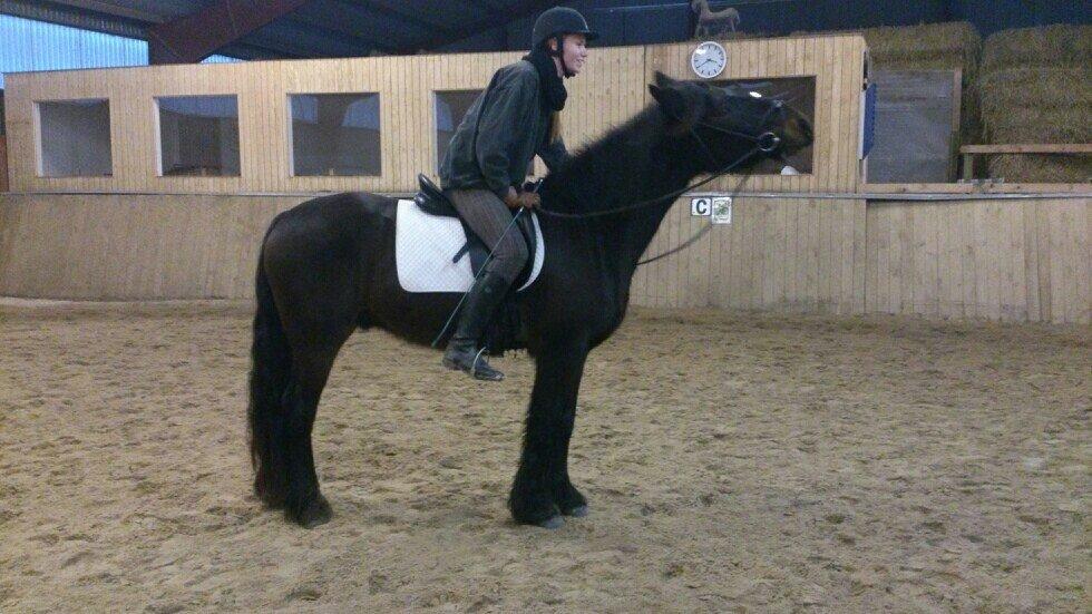 Fell pony Treasure Twist'N'Shout billede 20