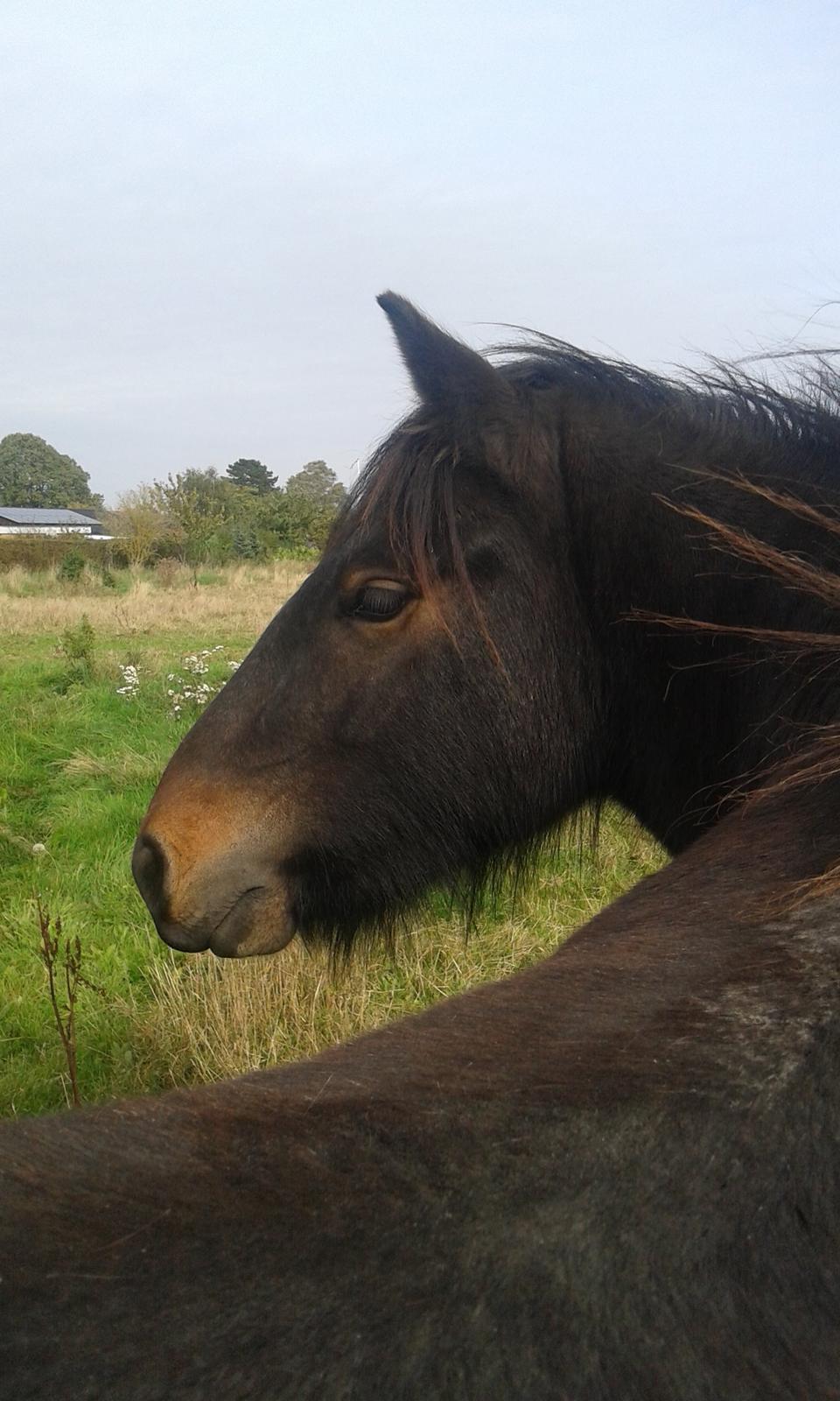 Fell pony Treasure Twist'N'Shout billede 21