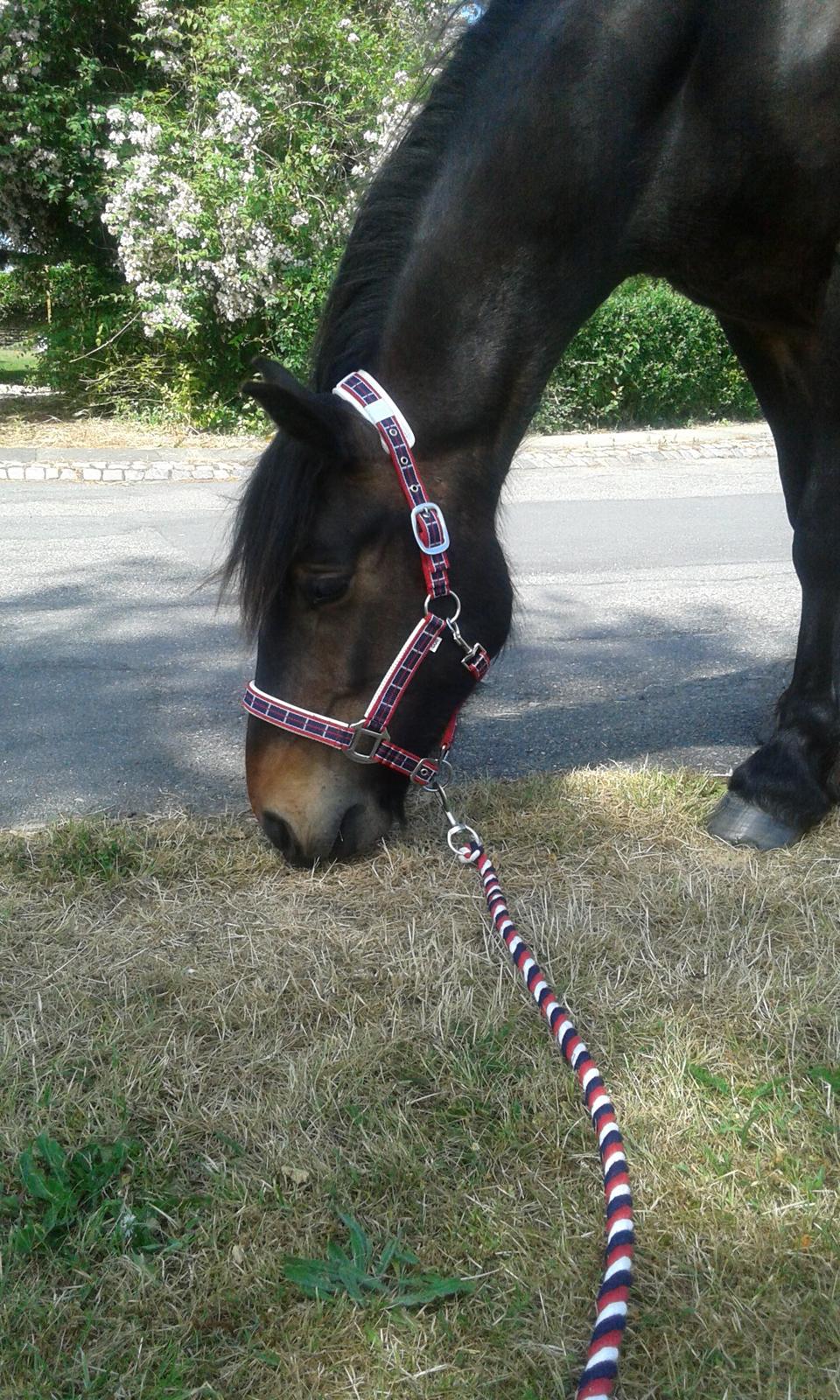 Fell pony Treasure Twist'N'Shout billede 22