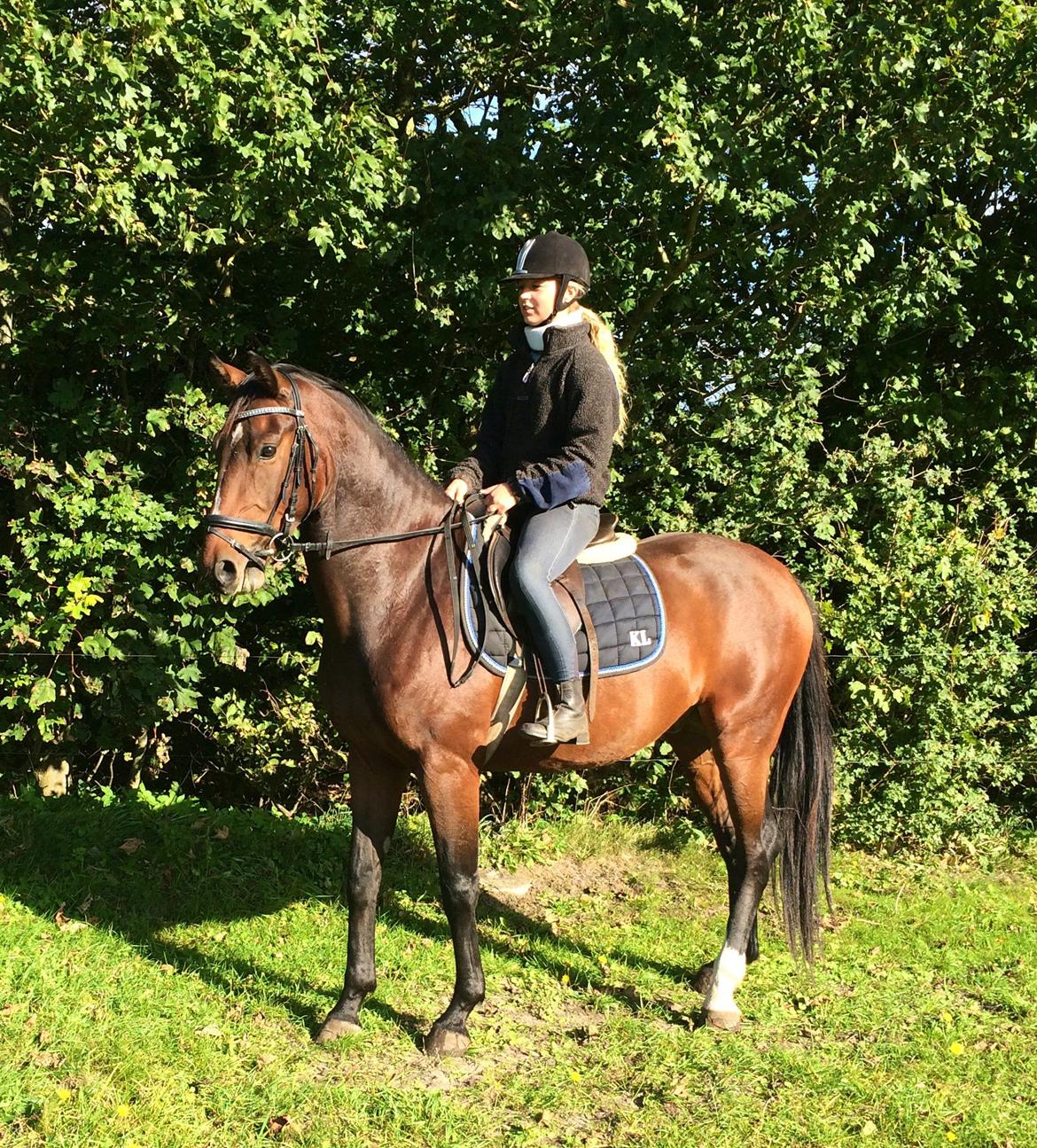 Dansk Varmblod Daytona Knudsgaard billede 3