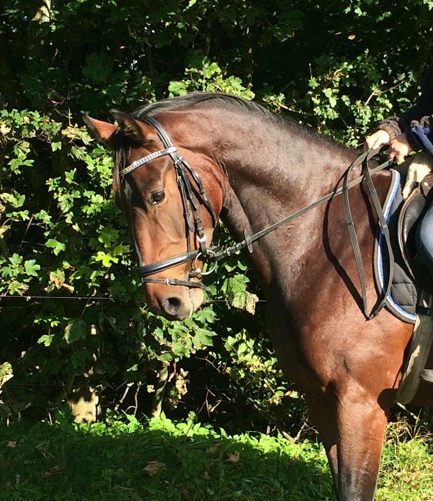 Dansk Varmblod Daytona Knudsgaard billede 2
