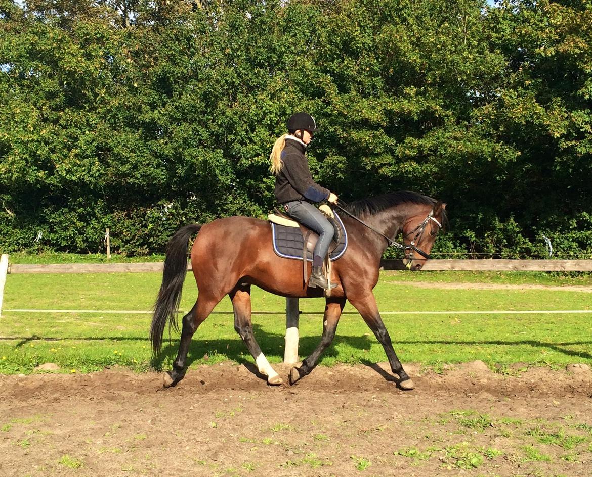 Dansk Varmblod Daytona Knudsgaard billede 1