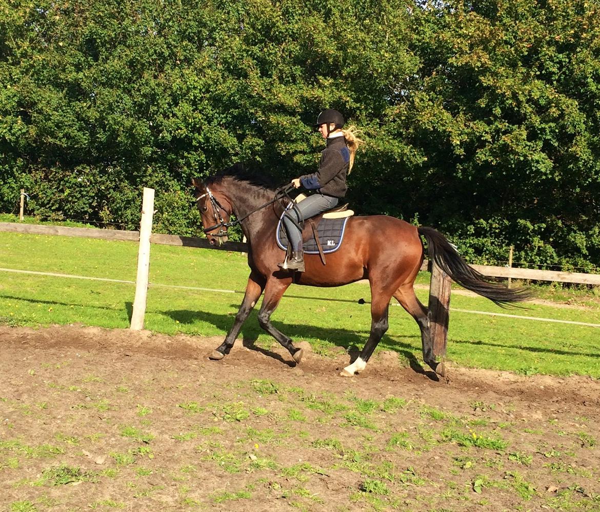 Dansk Varmblod Daytona Knudsgaard billede 4