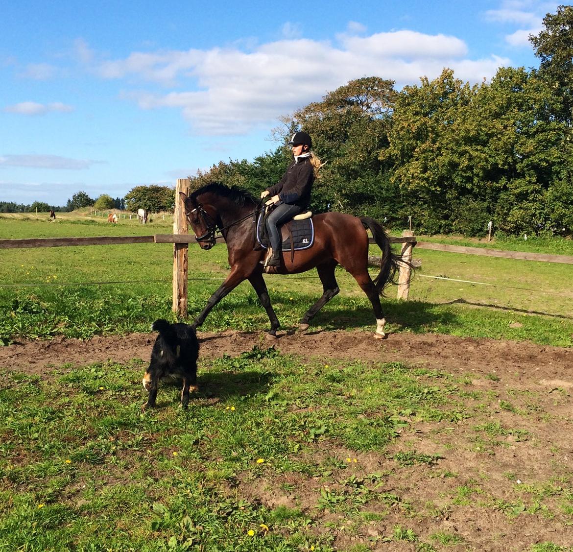 Dansk Varmblod Daytona Knudsgaard billede 5
