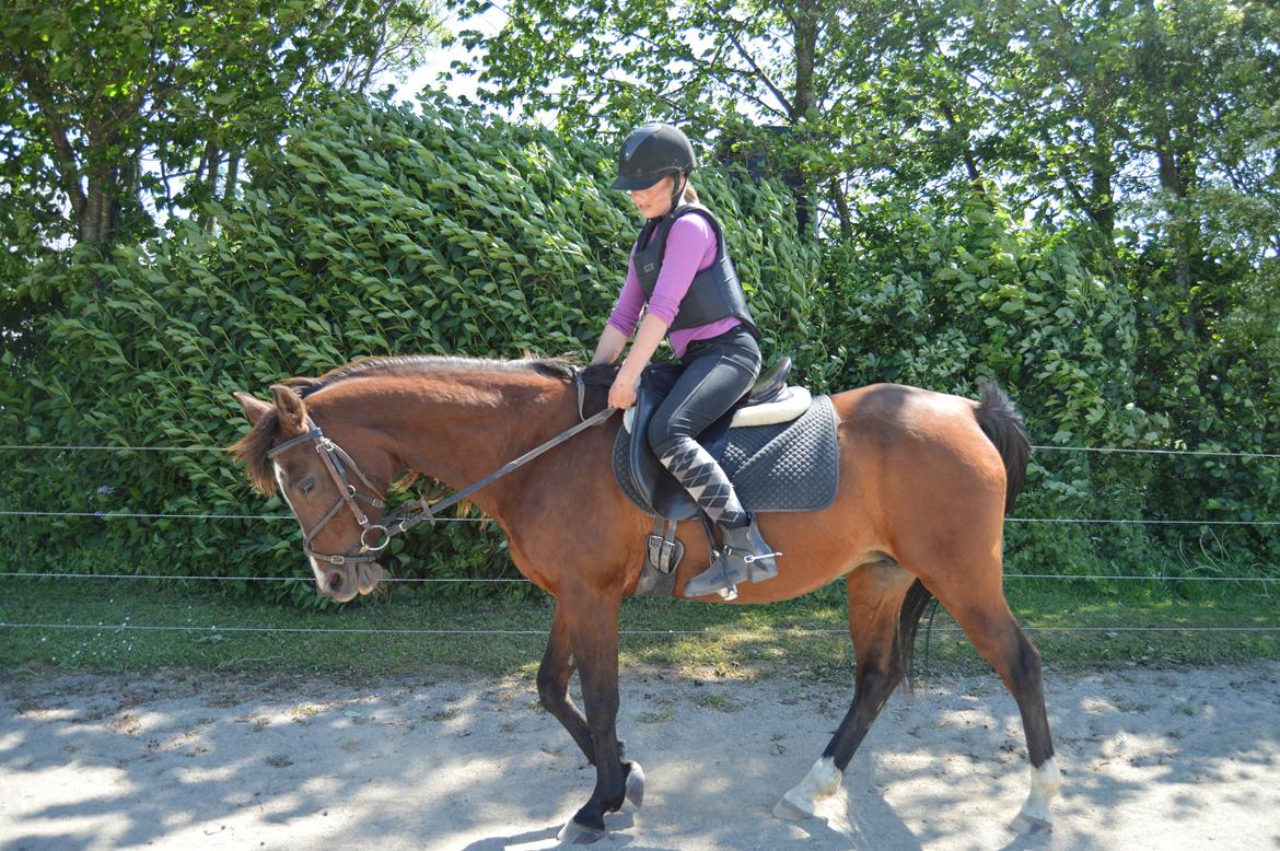 Arabisk fuldblod (OX) Granata - hun kan det hele<3 billede 2