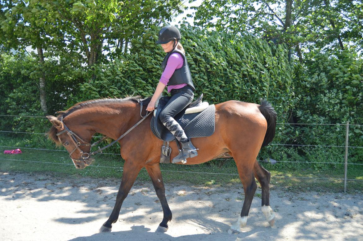 Arabisk fuldblod (OX) Granata - grulle min pige<3 billede 8