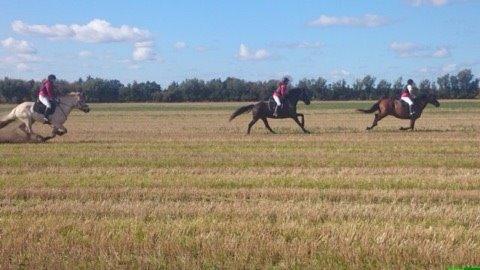 Fjordhest Carlos Sax - Halsjagten september 2014 billede 25