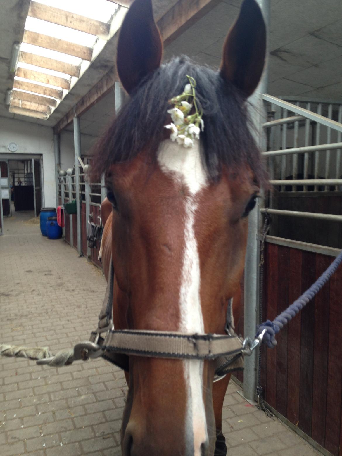 Anden særlig race Leonardo (Line Prince) - Han nyder, at gøres fin med blomster i håret <3 Fotograf: Mig billede 9