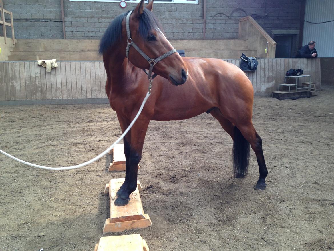 Anden særlig race Leonardo (Line Prince) - Et styks meget stolt hest <3 Fotograf: Mig billede 11