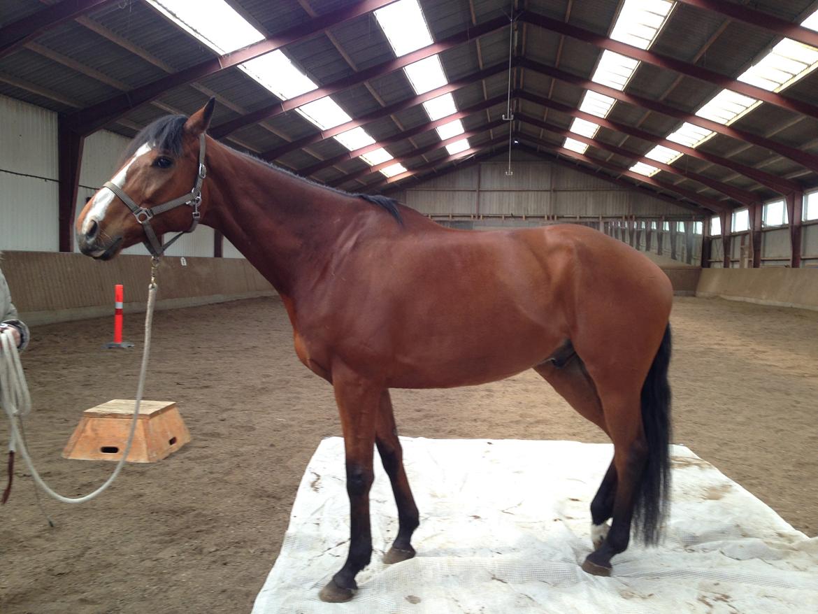 Anden særlig race Leonardo (Line Prince) - 1. gang han står på pressening <3  billede 12