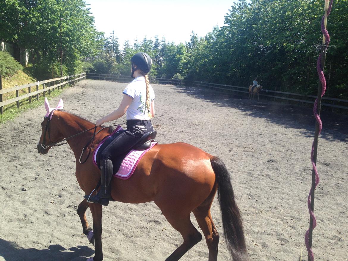 Anden særlig race Leonardo (Line Prince) - Glad for lyserød (rytteren) <3 Fotograf: Amanda billede 13