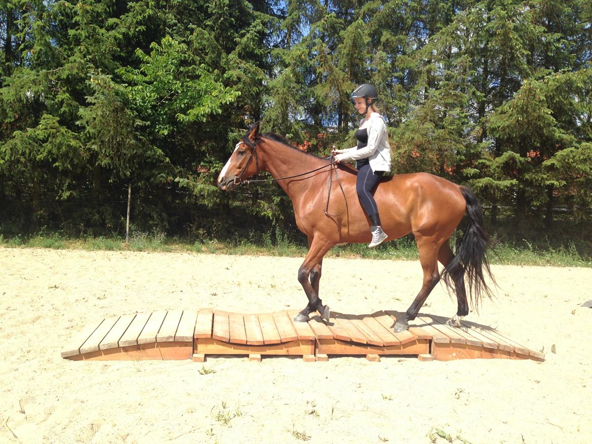 Anden særlig race Leonardo (Line Prince) - Dejligt med sommer, sol og ridning <3 Fotograf: Amanda billede 15