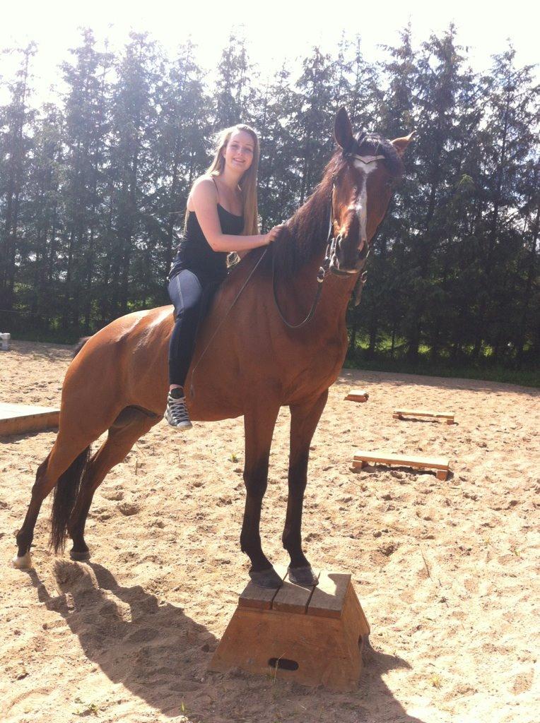 Anden særlig race Leonardo (Line Prince) - Den dejligste hesti <3 Fotograf: Amanda billede 16