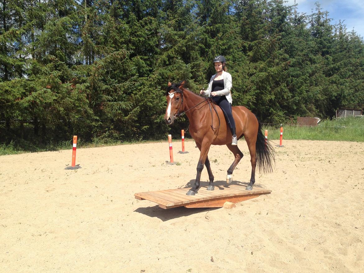 Anden særlig race Leonardo (Line Prince) - Så glad for agility <3 Fotograf: Amanda billede 14