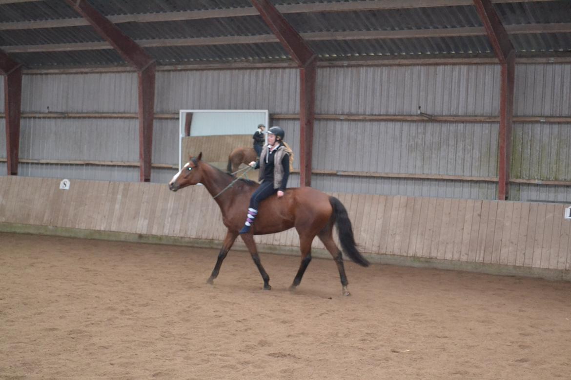 Anden særlig race Leonardo (Line Prince) - Den lille bassedreng i cordeo <3 Fotograf: Moar billede 17