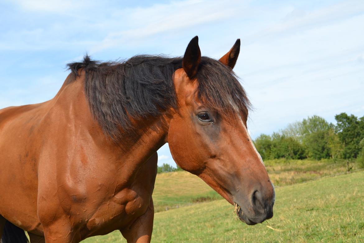 Anden særlig race Leonardo (Line Prince) - Leonardo på sommerfold 2014 <3  billede 18