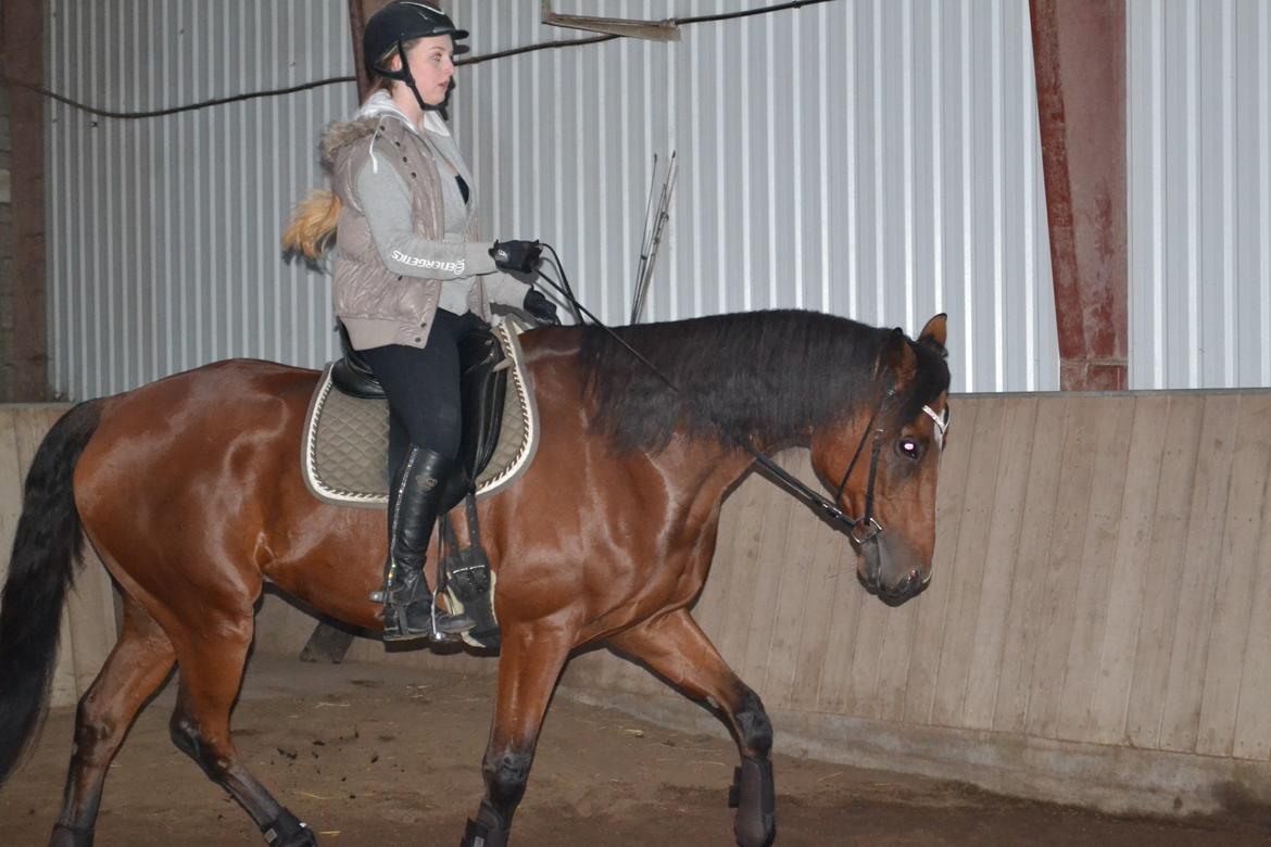 Anden særlig race Leonardo (Line Prince) - Bassen kan også lidt dressur <3  billede 19