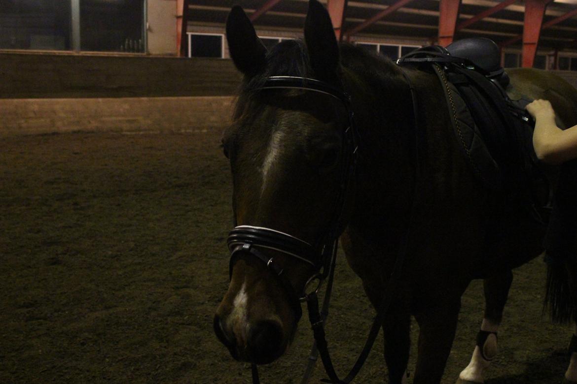 Hollandsk Sportspony Storm<3 - "Hej!" billede 6