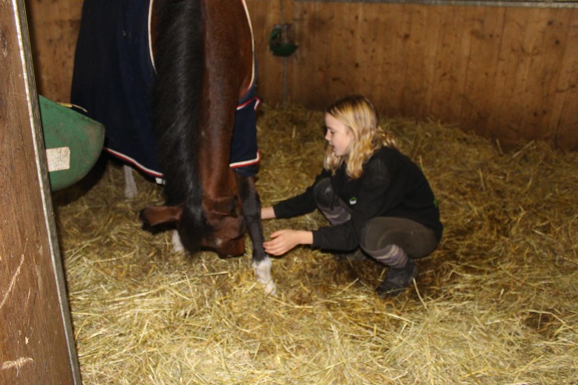 Hollandsk Sportspony Storm<3 - Neeeje! <3 billede 11