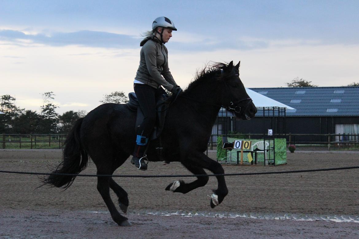 Islænder Ösp frá Ey I - Glad hest til vores første stævne <3 billede 8