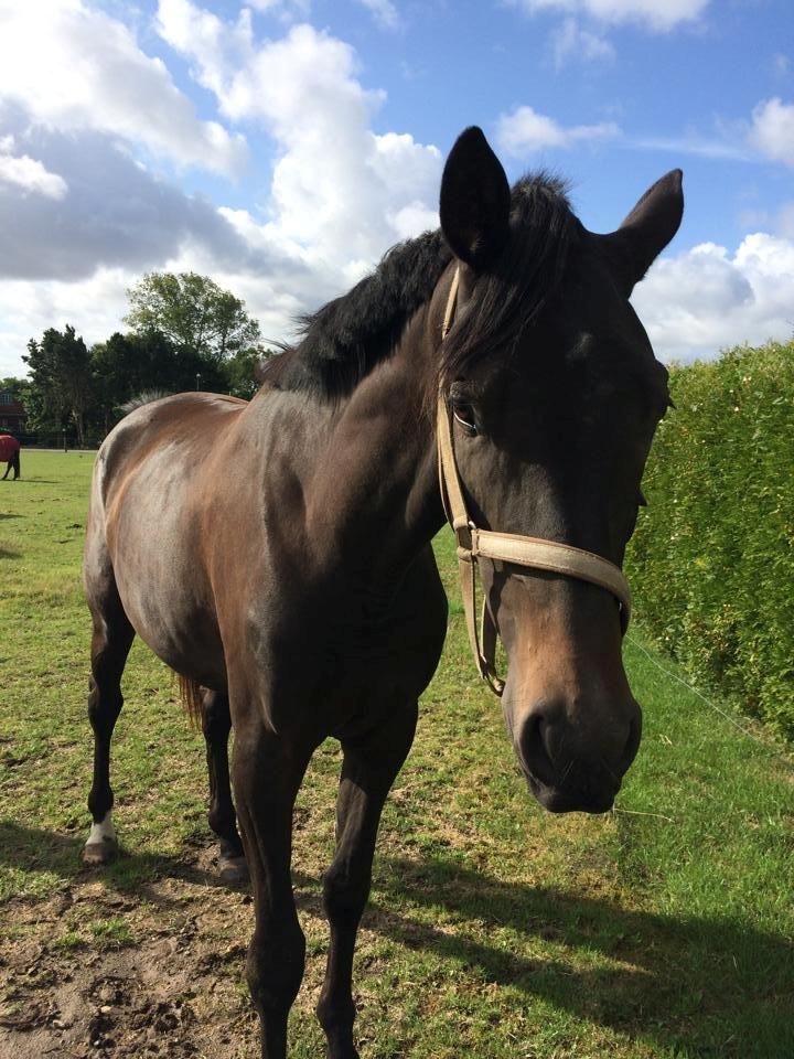 Dansk Varmblod Grus Migala billede 5