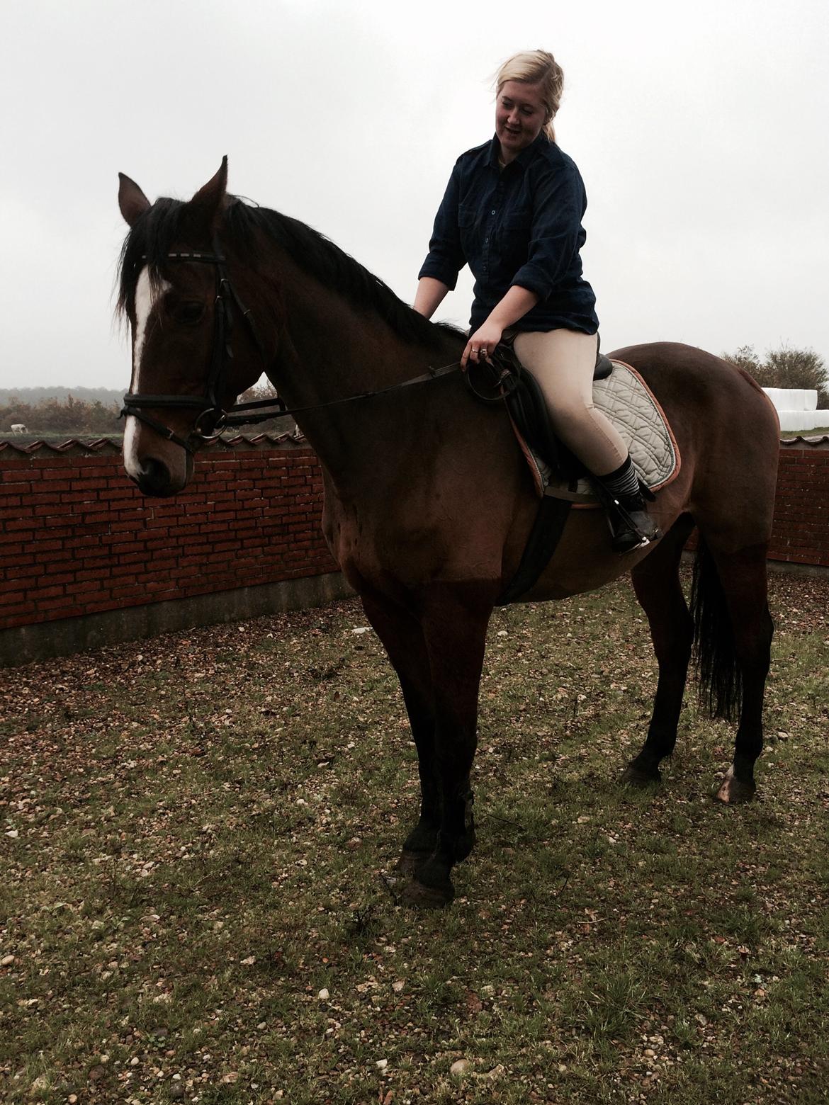 Dansk Varmblod Lillelunds Cheval (Heidi) billede 1