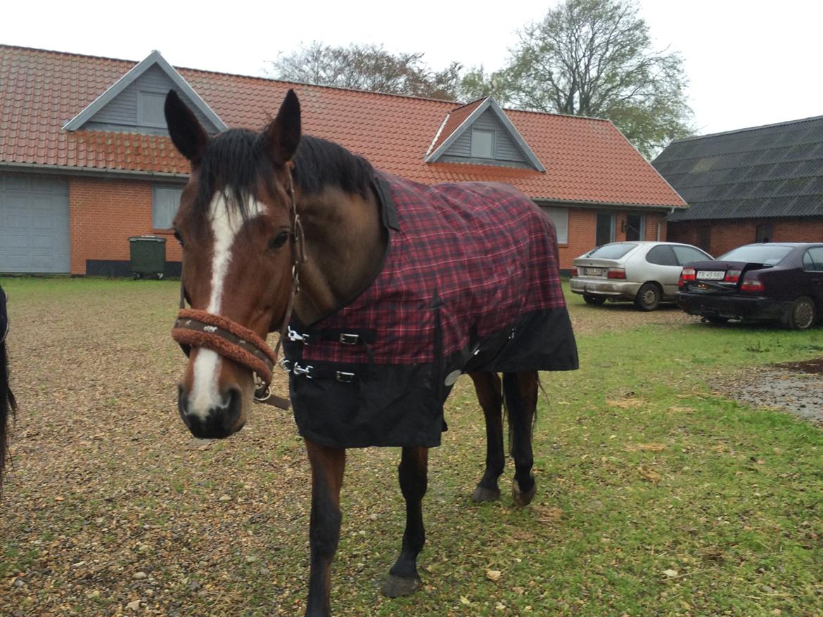 Dansk Varmblod Lillelunds Cheval (Heidi) billede 15