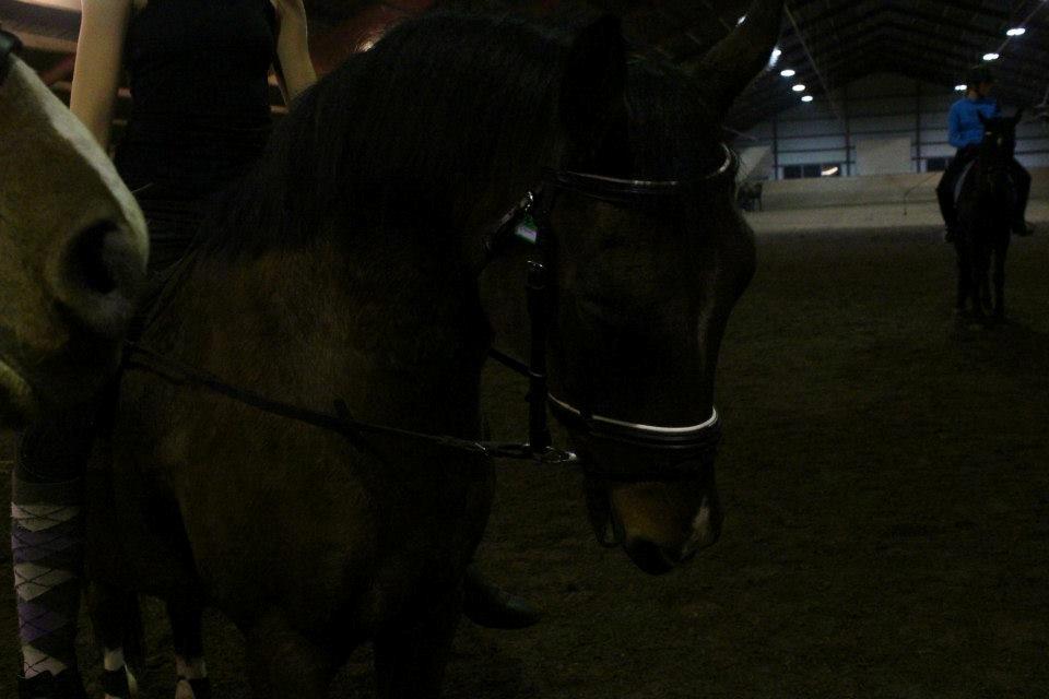 Hollandsk Sportspony Storm<3 - så går vi lidt til bidet billede 18