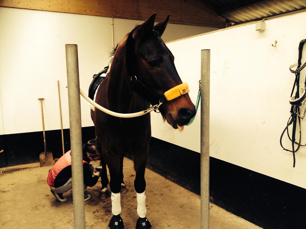 Anden særlig race Sputnik (Sprutte) billede 16