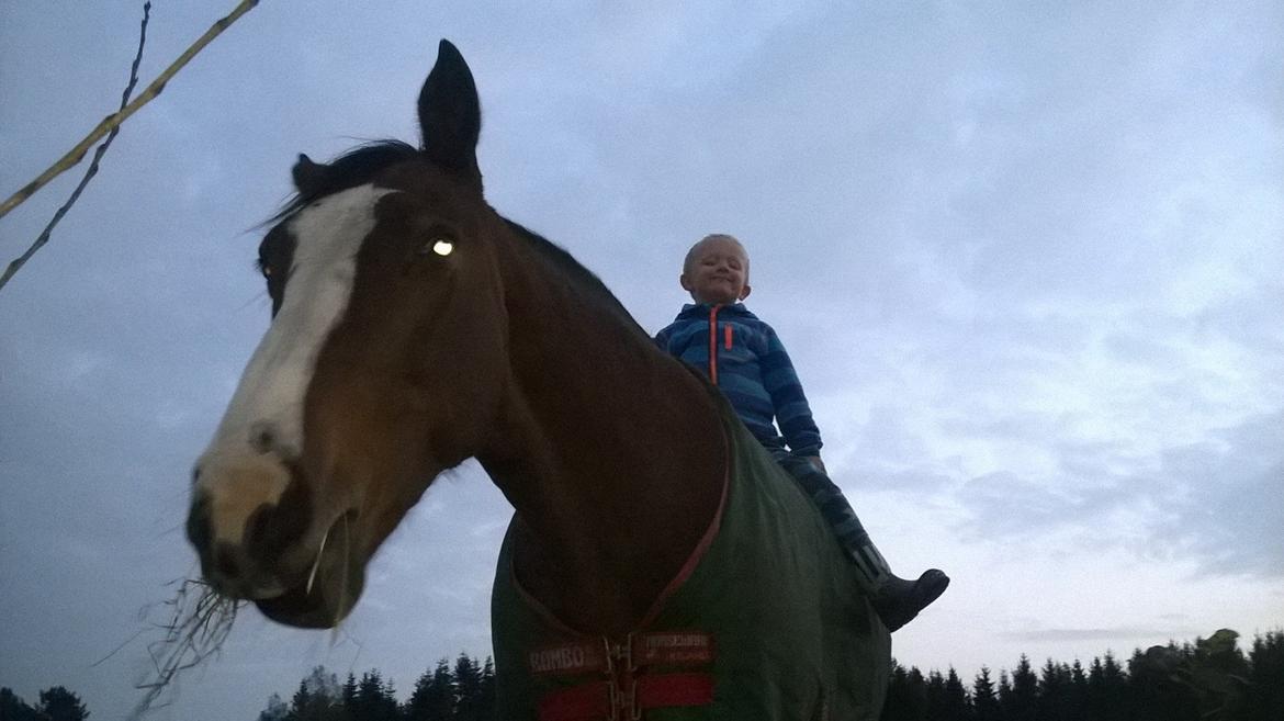 Hollandsk Varmblod Romy **MIN ET OG ALT** - Magnus og Romy hygger, elsker dem højt <3 billede 29