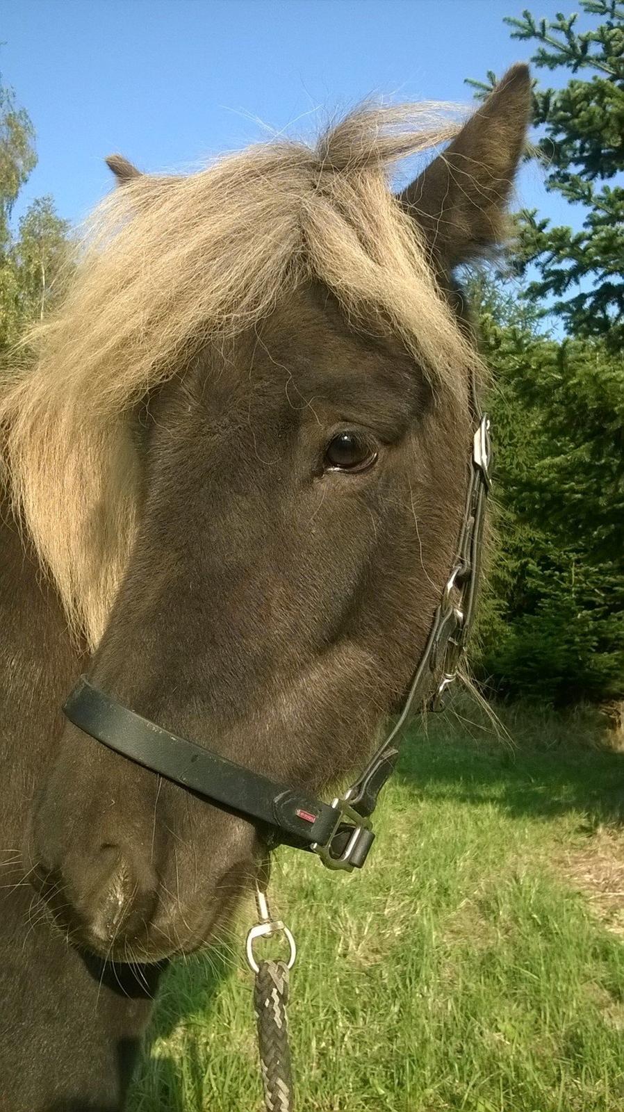 Islænder Eyja fra Vindinge **LILLE SØSTER** SOLGT - Lillesøster og jeg går solskindstur <3 billede 16