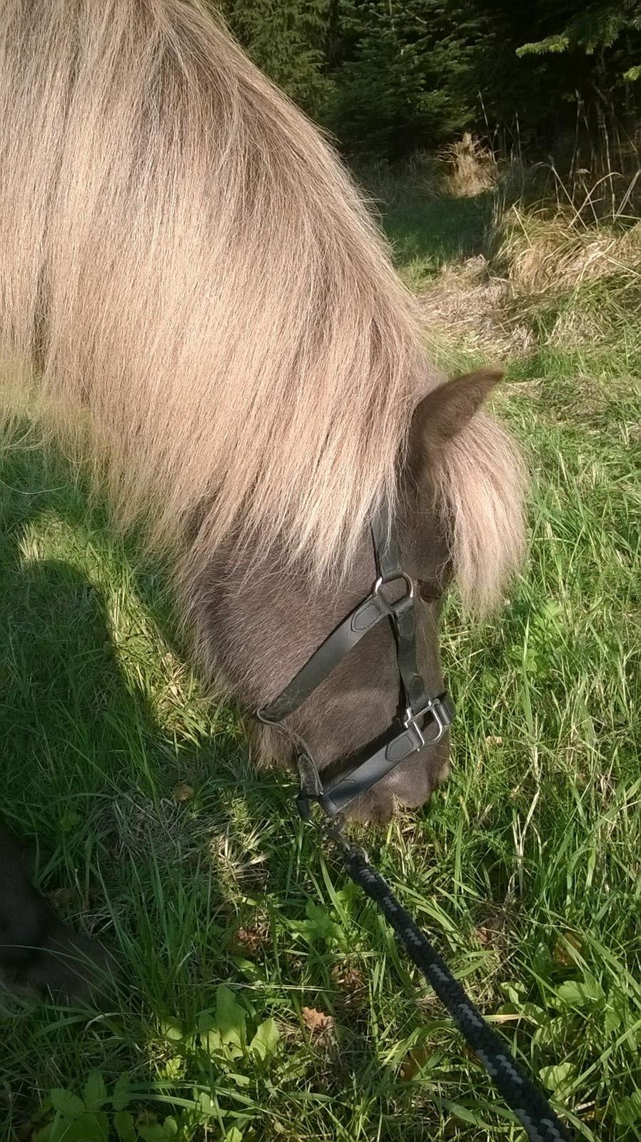 Islænder Eyja fra Vindinge **LILLE SØSTER** SOLGT - lige en lille tåt græs :D billede 17