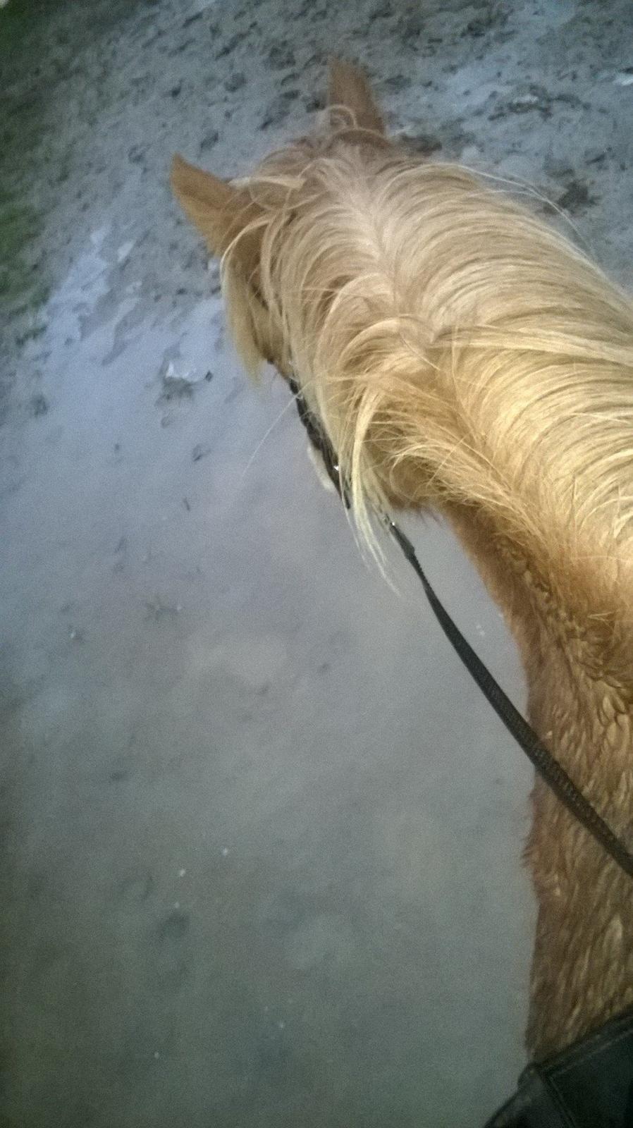 Islænder Audna **PRINSESSEN** - Audna og jeg øver vandpytter !! Audna kan ikke lide at få våde fusser ;) billede 23