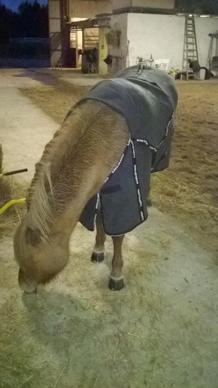 Islænder Audna **PRINSESSEN** - Efter endnu en tur i regnvejer.. Menn ja vi da ligeglade :D billede 24