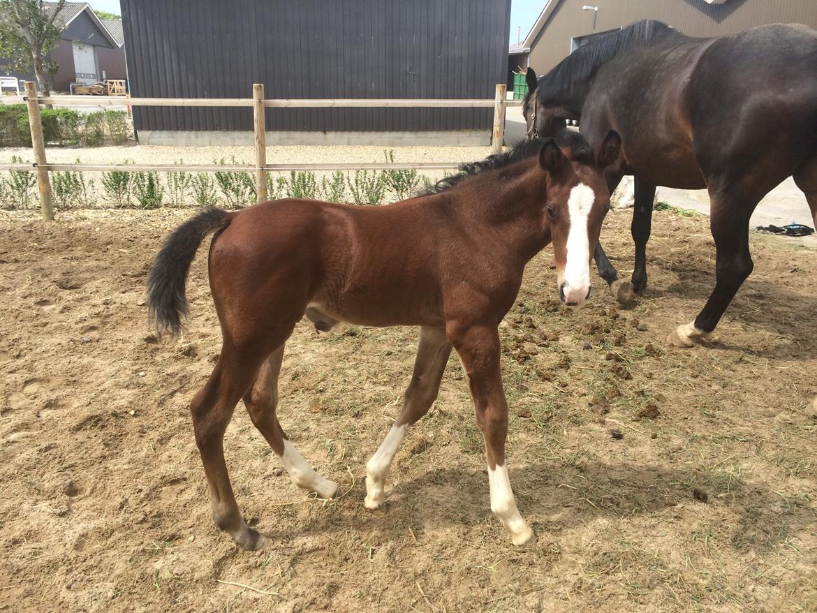 Dansk Varmblod Floutrups Soulmate billede 10