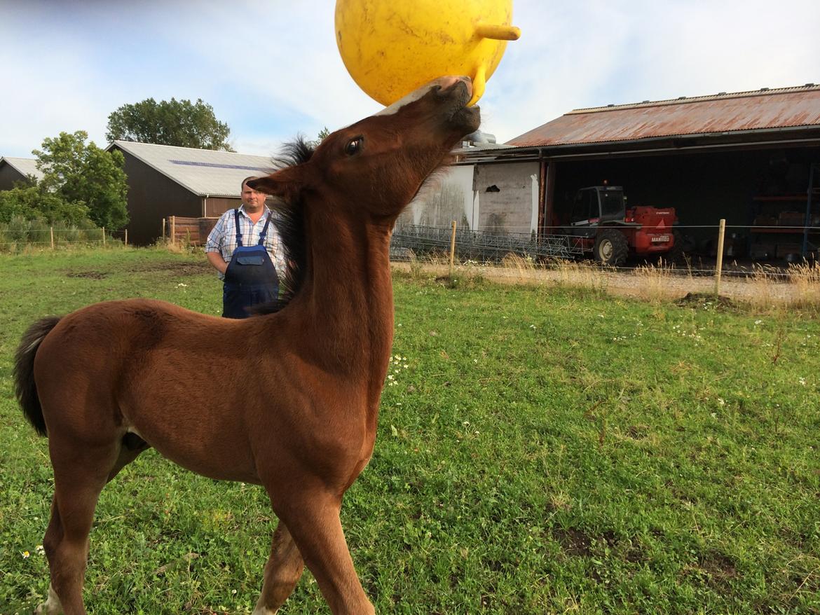 Dansk Varmblod Floutrups Soulmate - 4 måneder gammel billede 13