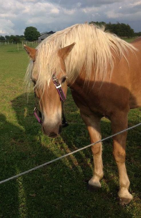 Tyroler Haflinger Miranka - Trendsætteren Ranko. billede 2