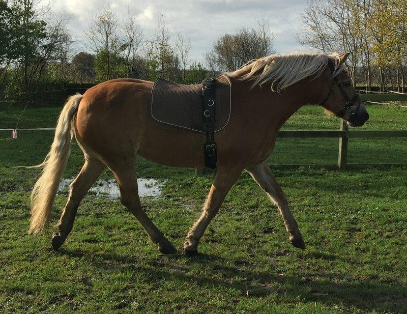 Tyroler Haflinger Miranka billede 5