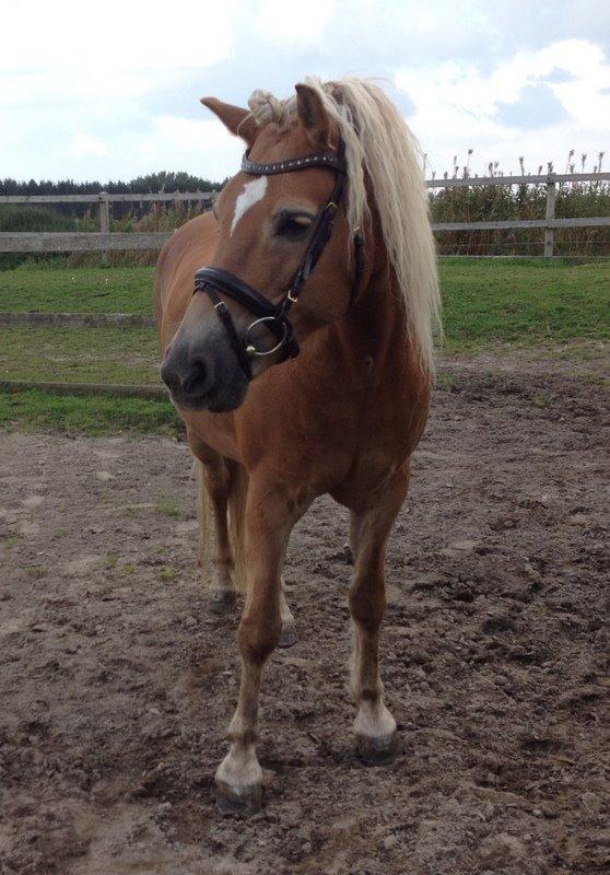 Tyroler Haflinger Miranka - Smukke mule <3 billede 11