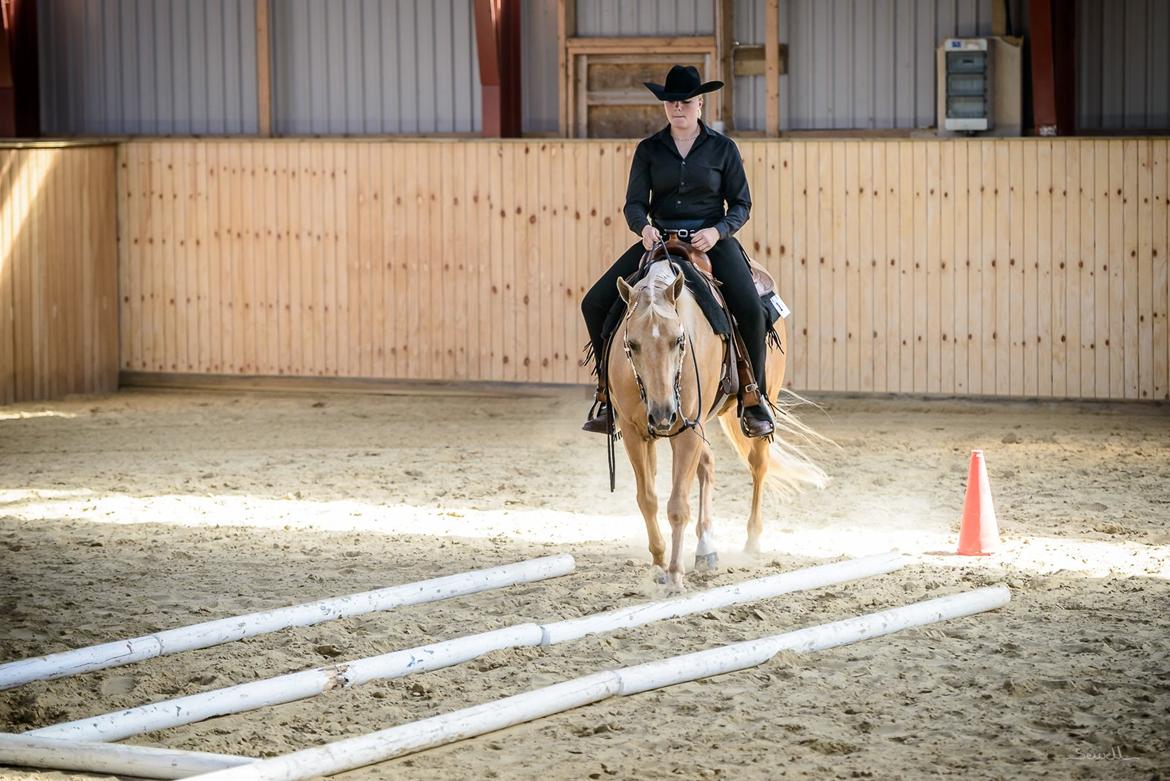 Quarter Codys Smart Peter billede 25