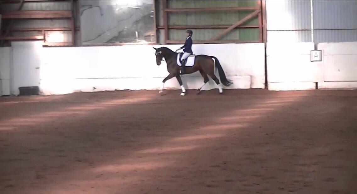 Holstener Enghøjs Pia billede 8