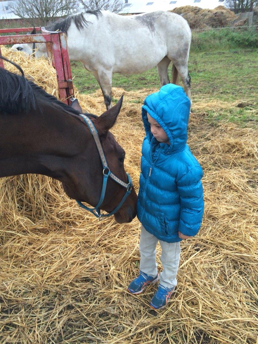 Holstener Enghøjs Pia billede 10