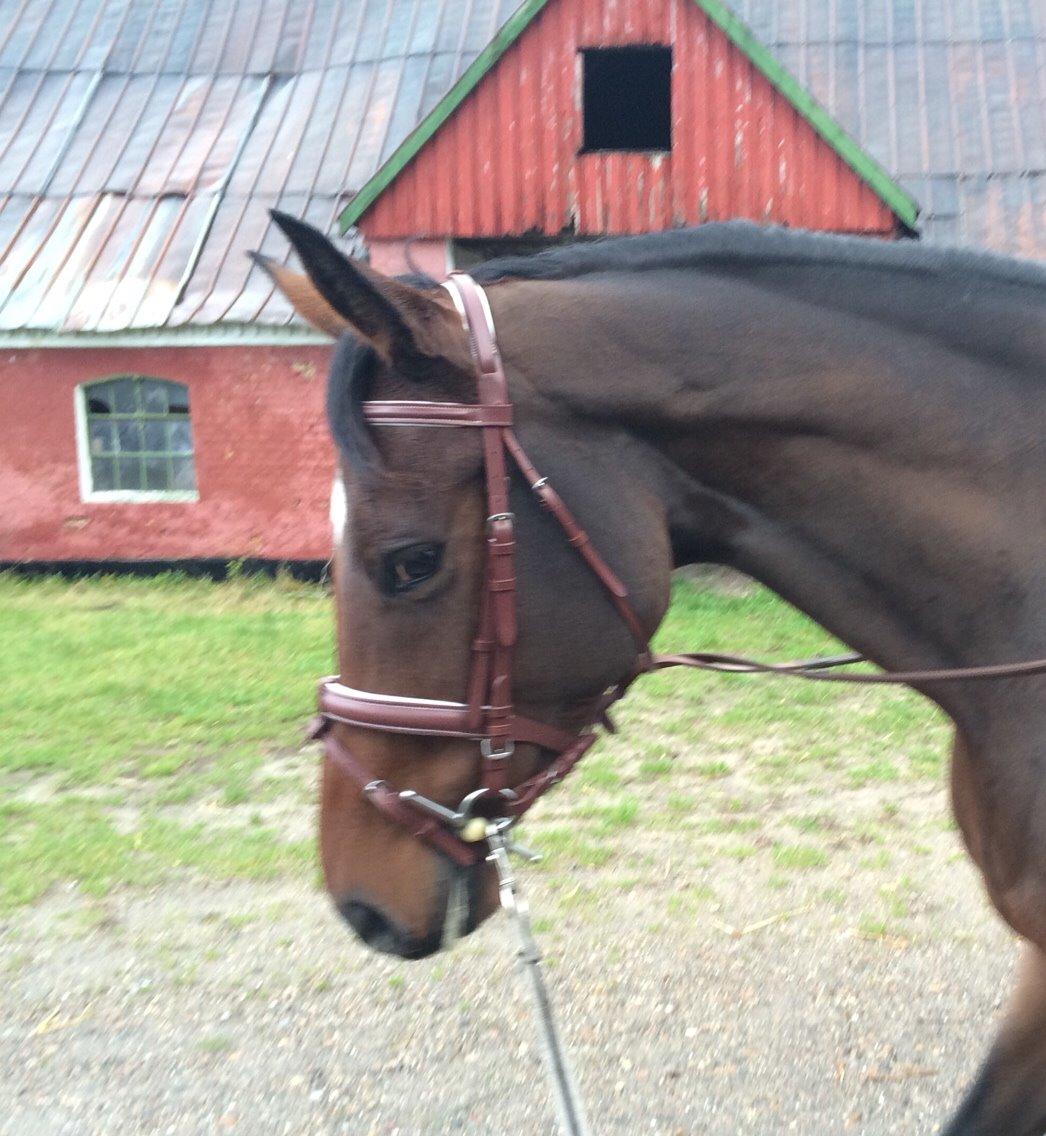 Holstener Enghøjs Pia billede 11