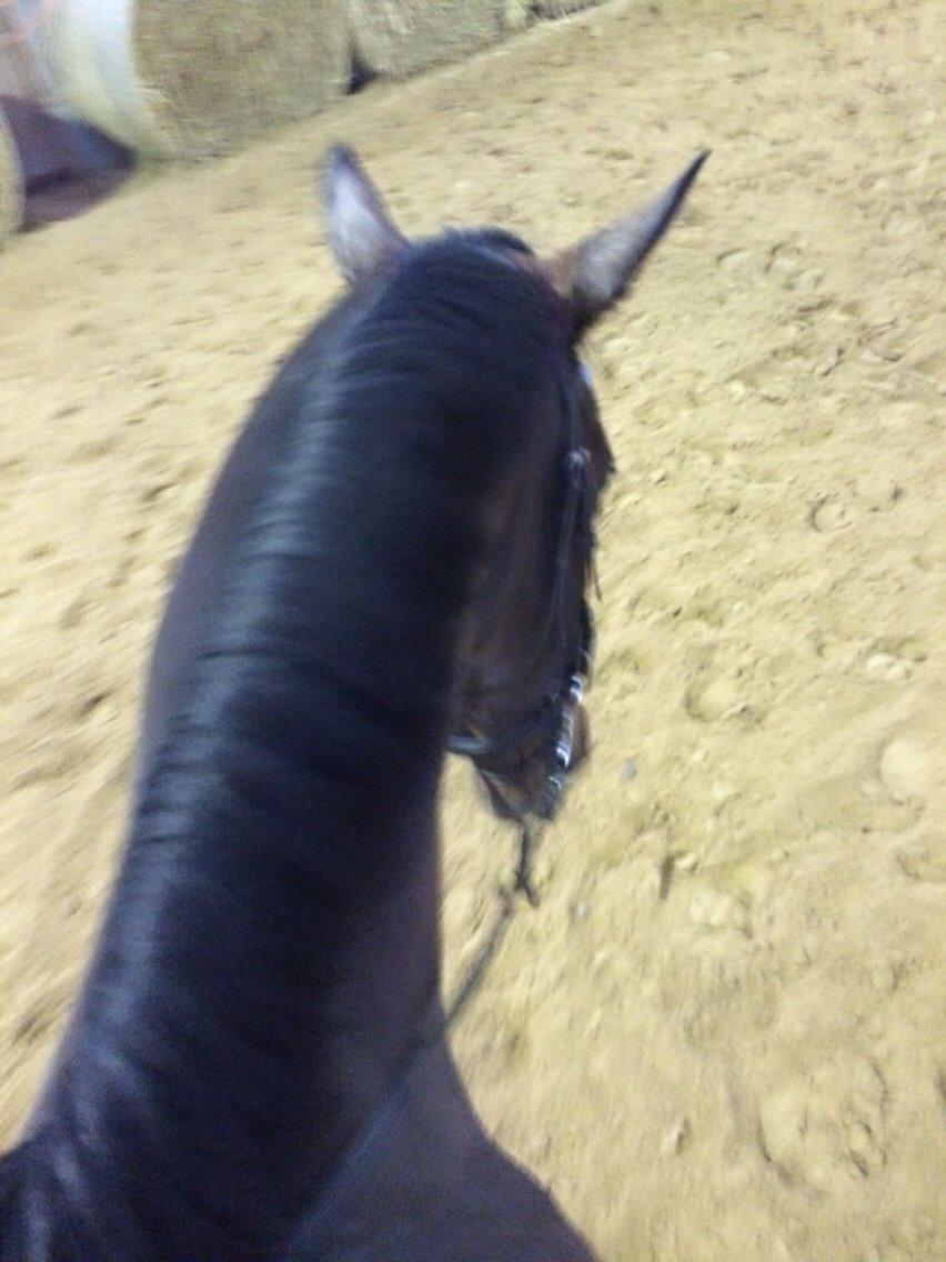 Holstener Enghøjs Pia billede 13