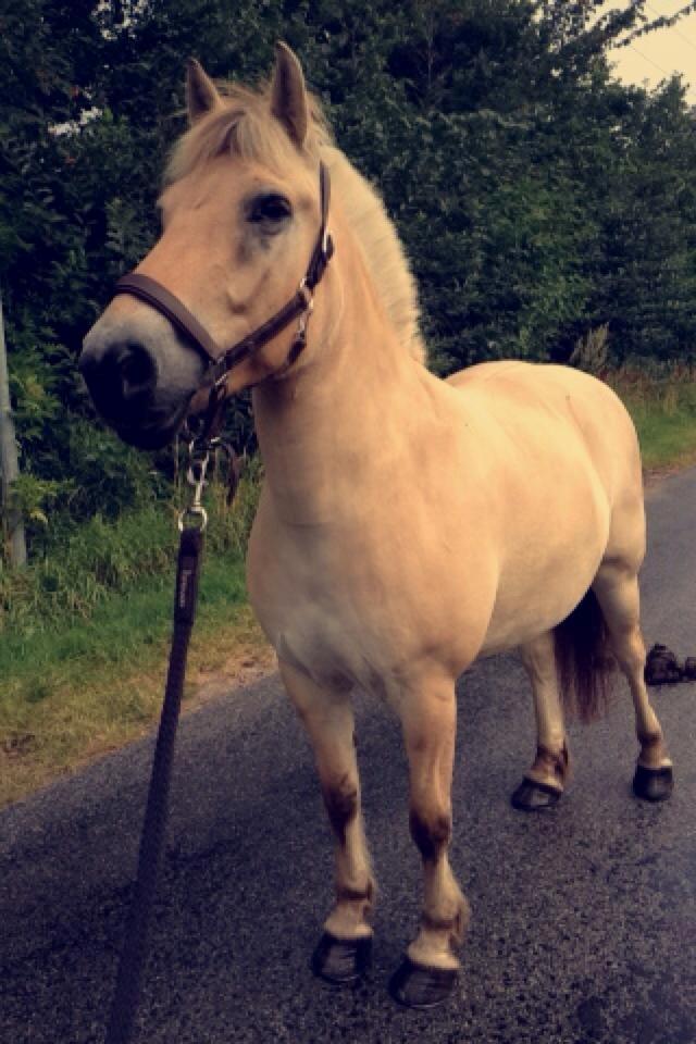 Fjordhest Fender billede 14