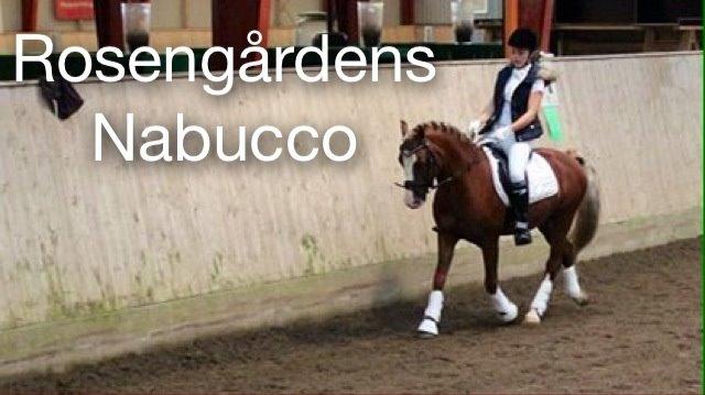 Welsh Pony af Cob-type (sec C) Rosengårdens Nabucco billede 13
